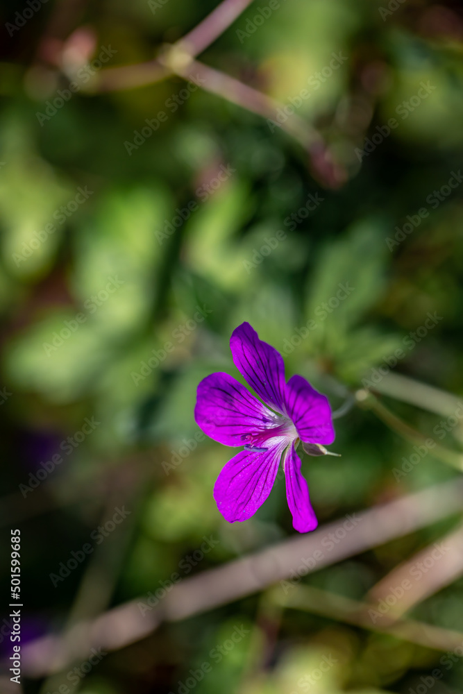 Geranium palustre flower growing in meadow, macro Geranium palustre flower growing in meadow, macro