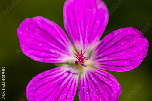 Geranium palustre flower in meadow