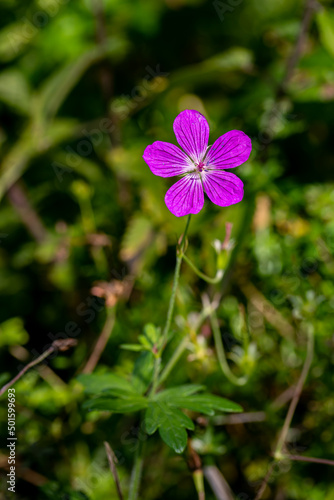 Geranium palustre flower growing in meadow