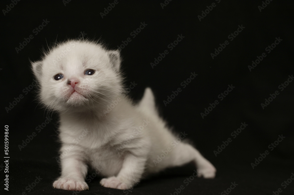white kitten on a black background 