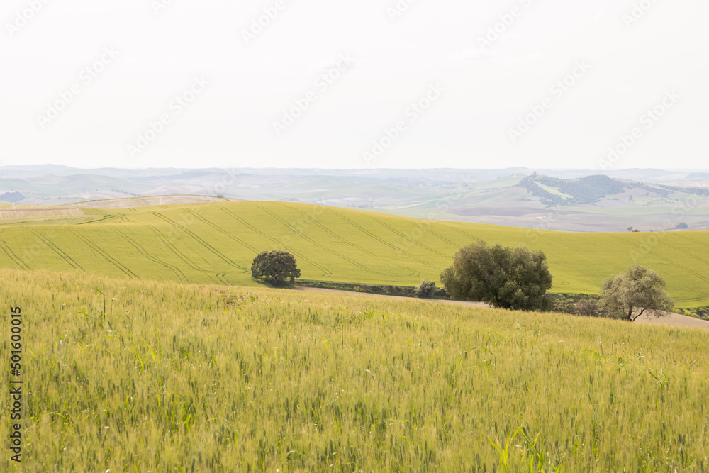 Green cereal crop field. Wheat plant moving in the wind Green cereal crop field. Wheat plant moving in the wind
