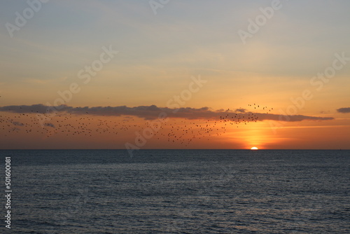 Birds flying during sunset landscape in Brighton ocean  sky with clouds