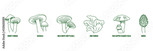 mushrooms line art vector illustration honey fungus, russula, milky white brittlegill, snow fungus, red-capped scaber stalk, morel