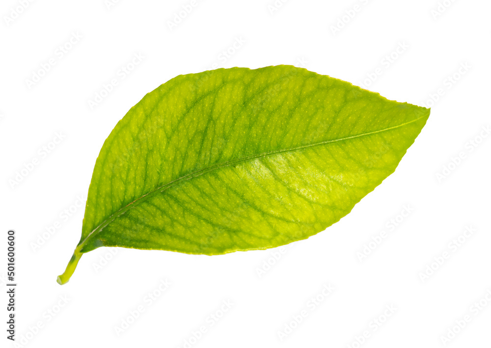 Fototapeta premium Green lemon leaf closeup isolated on white background.