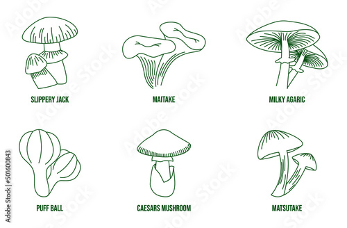 mushroom line art vector illustration slippery jack, maitake, milky agaric, puffball, caesars mushroom, matsutake