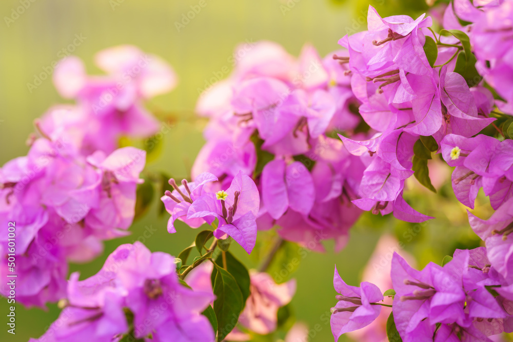 Closeup of red pink Bougainvillea flower using as background natural flora plants, ecology wallpaper page concept. Closeup of red pink Bougainvillea flower using as background natural flora plants, ecology wallpaper page concept.