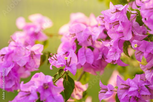 Closeup of red pink Bougainvillea flower using as background natural flora plants, ecology wallpaper page concept.