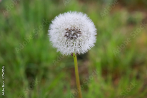 dandelion on green background