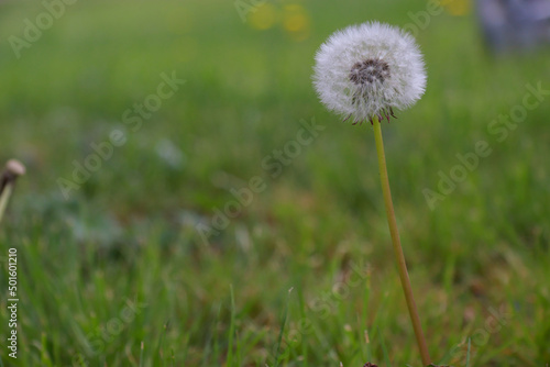 dandelion in the grass