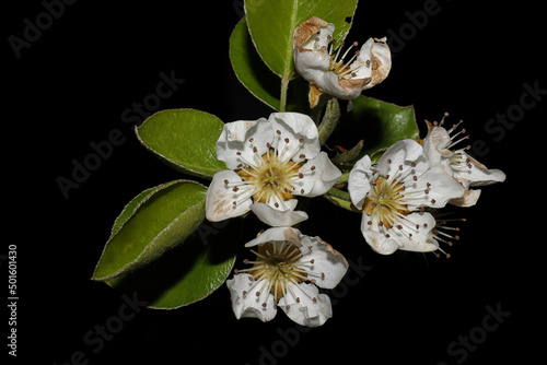 tree blossom macro