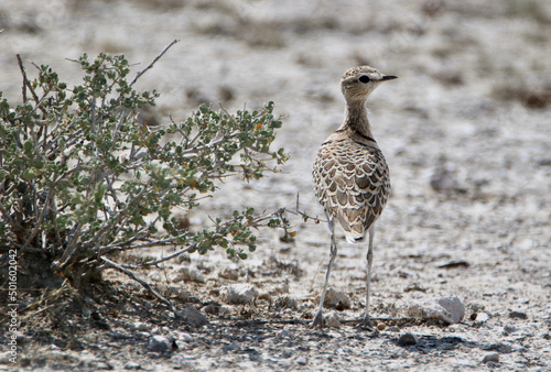 Double-banded Courser, Etosha National Park, Namibia photo