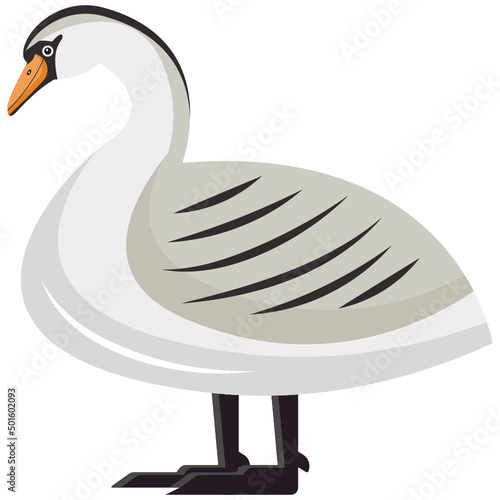 Swan 