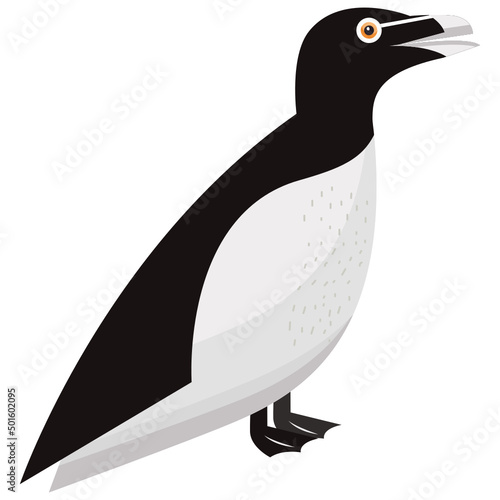 Razorbill 