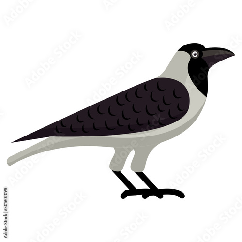 Jackdaw 