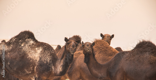 Canvas Print A brown camel in the middle of the Empty Quarter desert