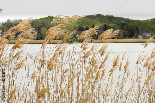 wheat field in the wind