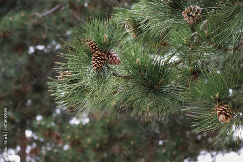 close up of pine cones
