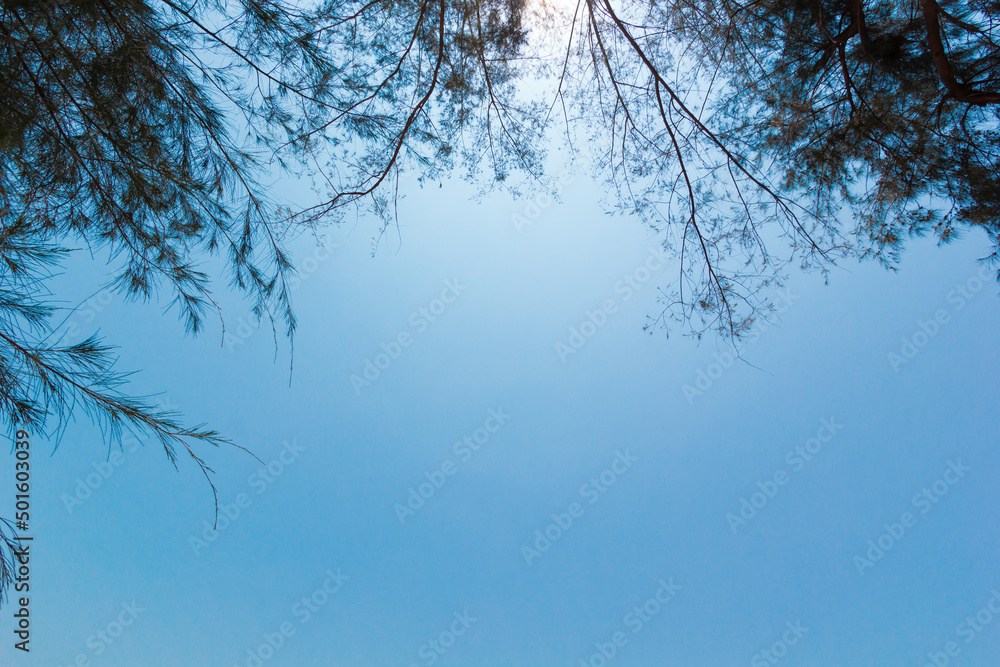 Natural blue sky and cloud with trees framed background, nobody, copy space. Natural blue sky and cloud with trees framed background, nobody, copy space.