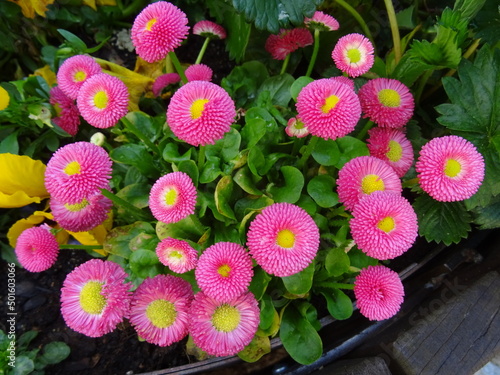 Bellis, rosa, Blüte