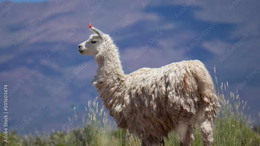 Fototapeta premium OLYMPUS DIGITAL CAMERA