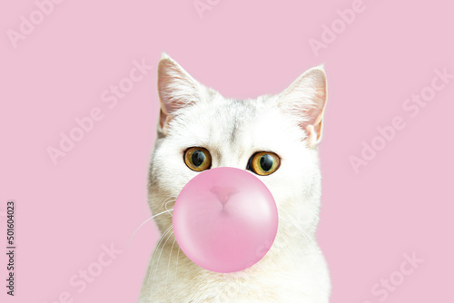 Photography White British cat blows a bubble from pink chewing gum.