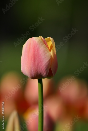 tulipan różowy pojedynczy na tle innych tulipanów