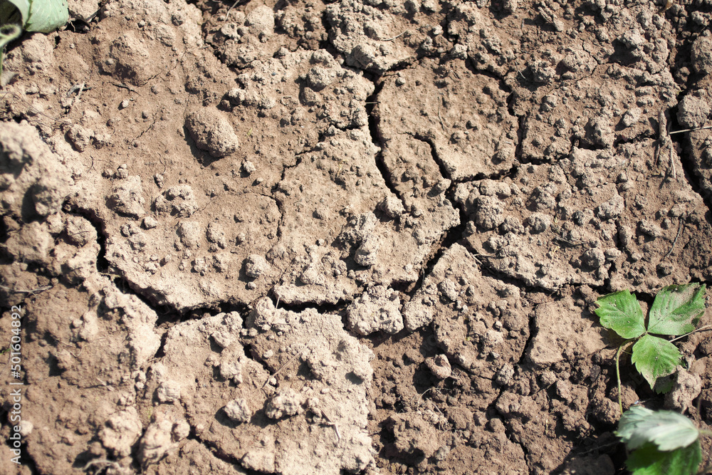 Fototapeta premium Dry cracked ground with withered strawberry leaves in a right side of the picture. Summer sunny arid, rainless, heat day in a garden. Top view. Ecology, environment, climate concept background
