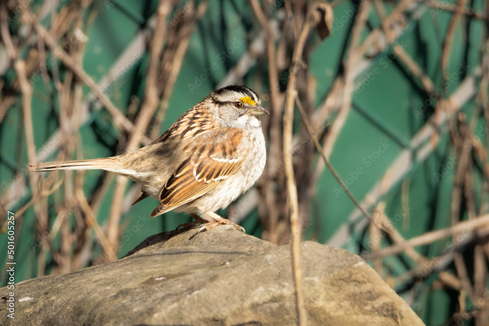 Small white throated sparrow resting on a rock in my backyard Small white throated sparrow resting on a rock in my backyard