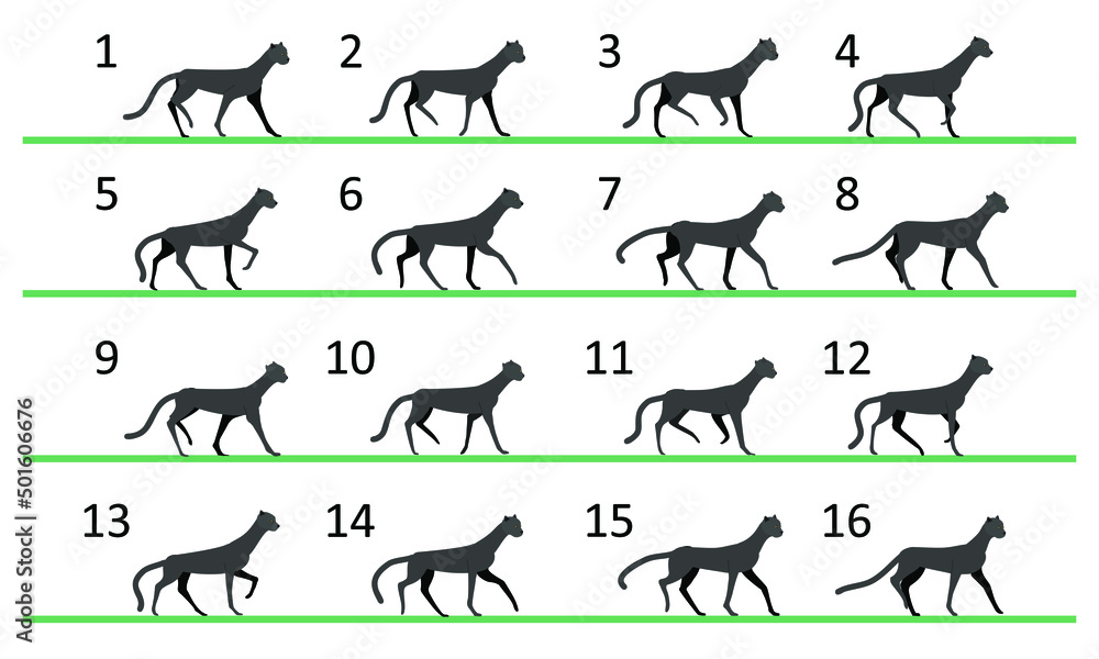 Wild cat walk animation. Walk cycle of 16 key frames. Endless cyclic  movement. Stock Vector | Adobe Stock