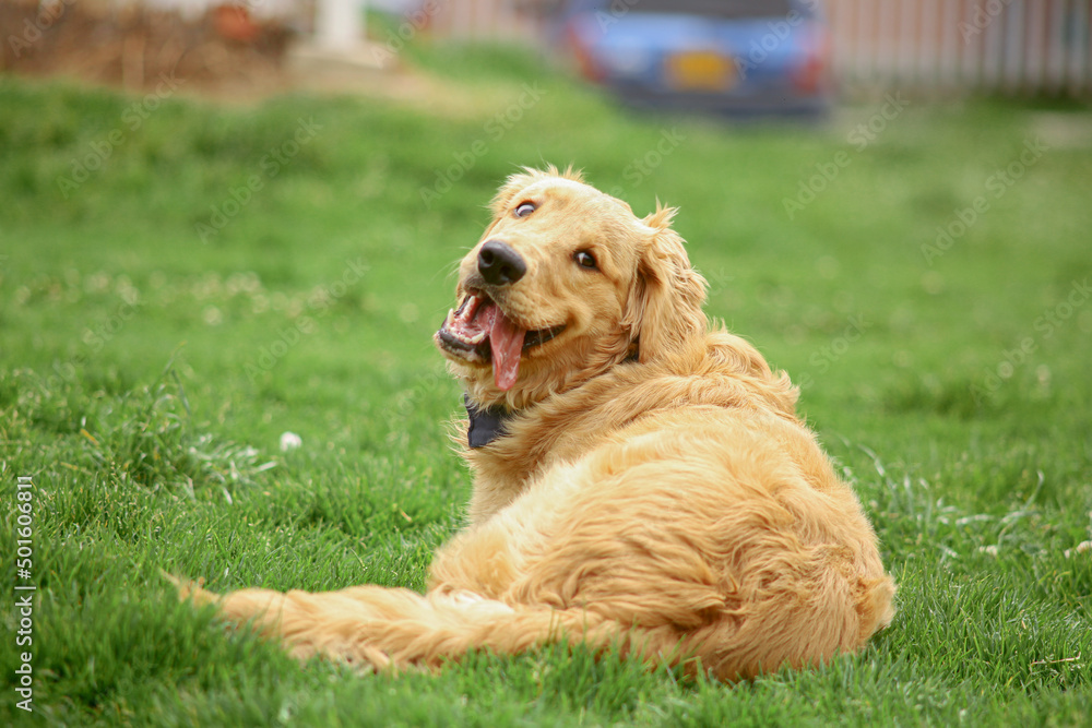 Golden Retriever