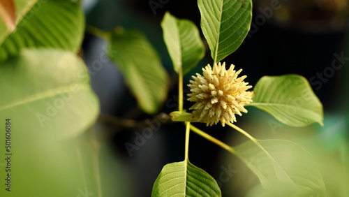 Mitragyna speciosa flower on the mitragyna speciosa tree