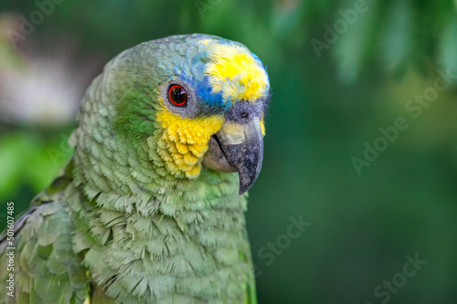 Orange winged Amazon (amazona amazonica). Portrait of a beautiful parrot in freedom while perched peacefully in a tree. © J Esteban Berrio