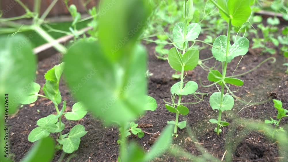 Peas grow in rows on beds in a vegetable field. Growing vegetables. Agricultural industry. Gardening in the country in the spring and summer season. High quality 4k footage Peas grow in rows on beds in a vegetable field. Growing vegetables. Agricultural industry. Gardening in the country in the spring and summer season. High quality 4k footage