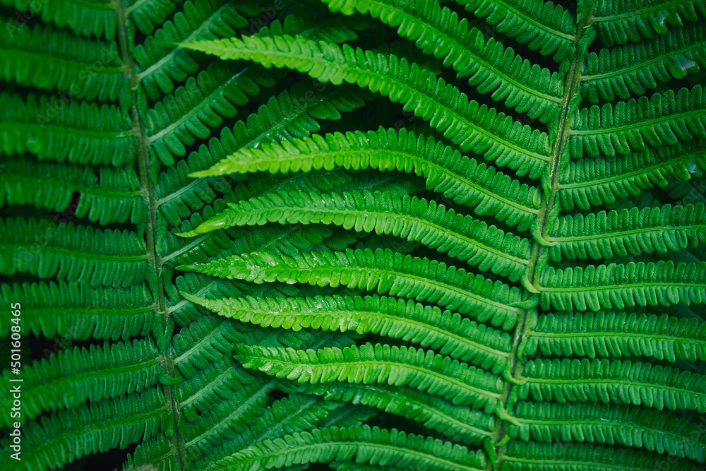 Close Up of large forest fern leaves wet with rain Close Up of large forest fern leaves wet with rain