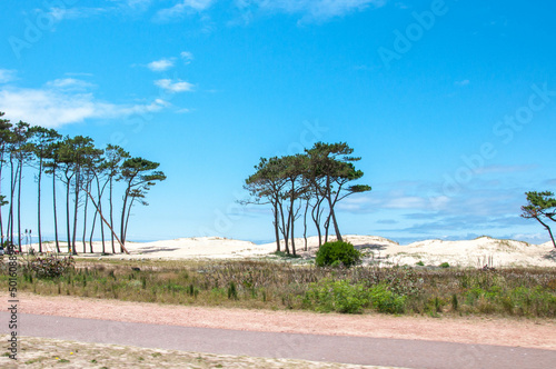  tree on the dunes in uruguay 