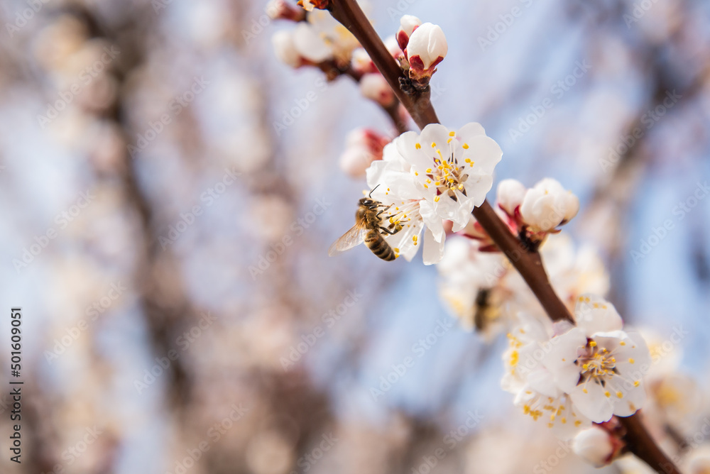 Bees fly near flowering apricots Bees fly near flowering apricots