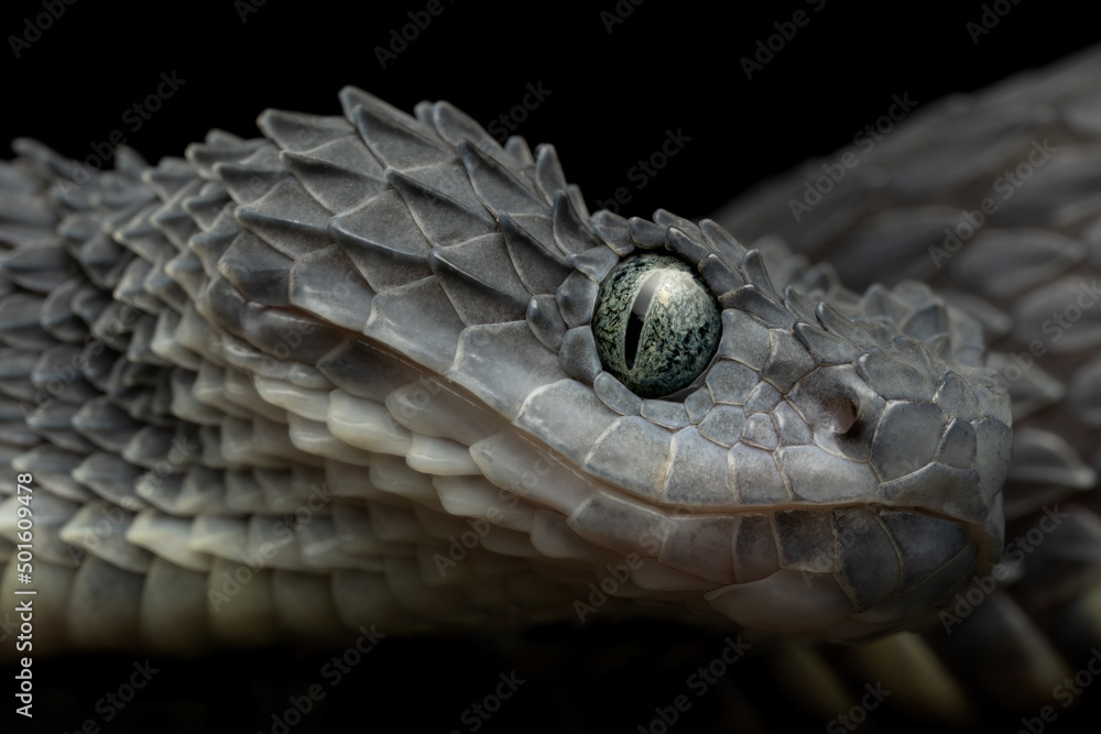 Portrait of Bush viper (Atheris squamigera) on black back ground Stock  Photo - Alamy