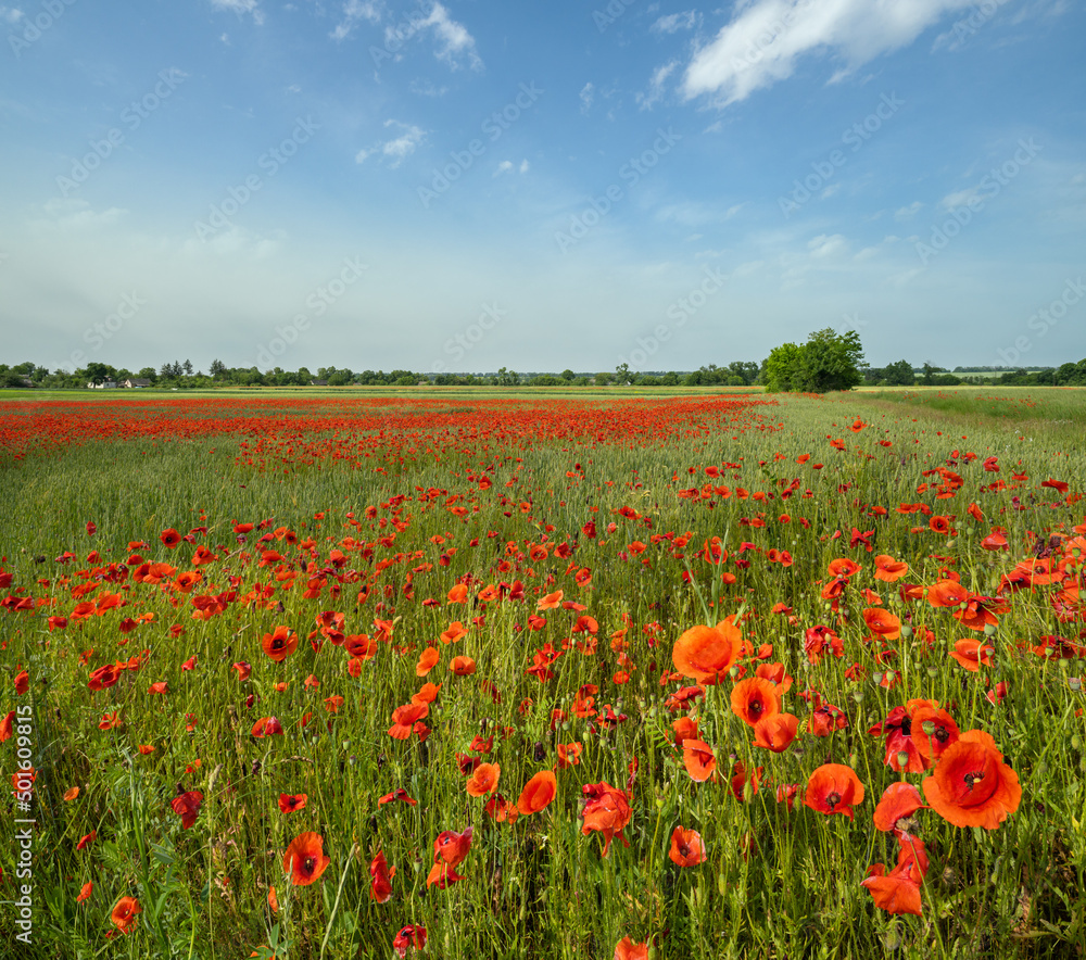 Wheat field and red poppy flowers, Ukraine
