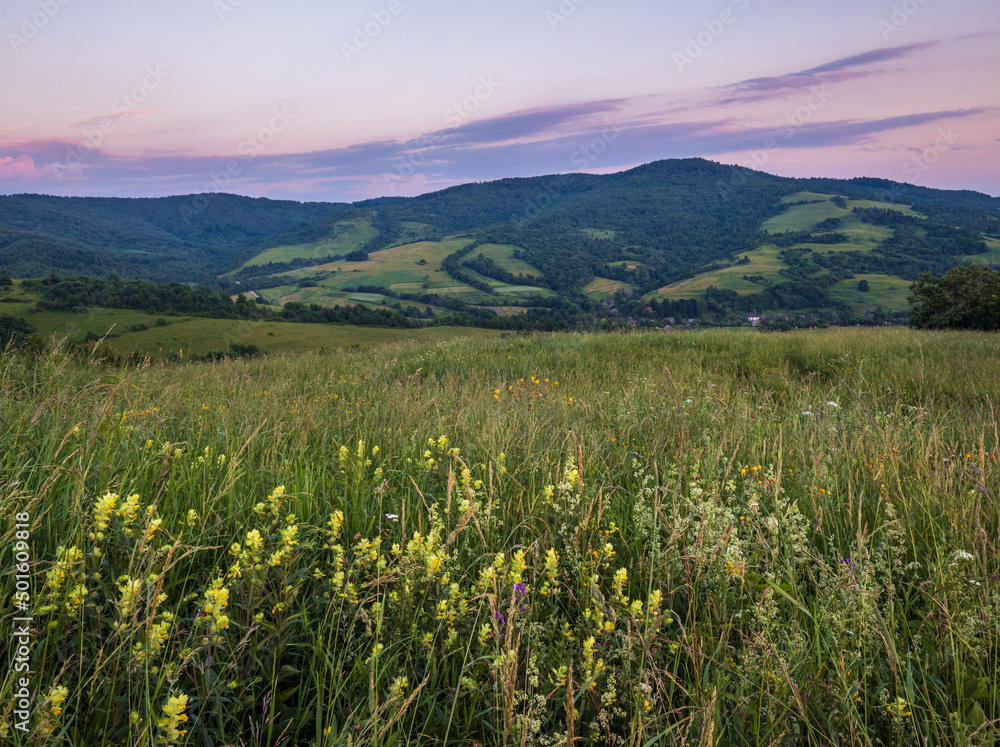Picturesque June Carpathian mountain countryside meadows. with beautiful wild flowers