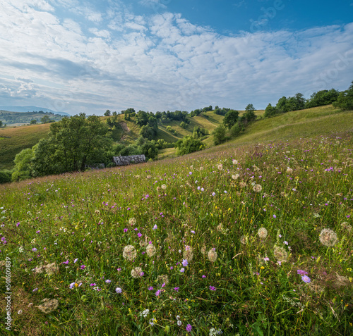 Carpathian mountain countryside summer meadows with beautiful wild flowers