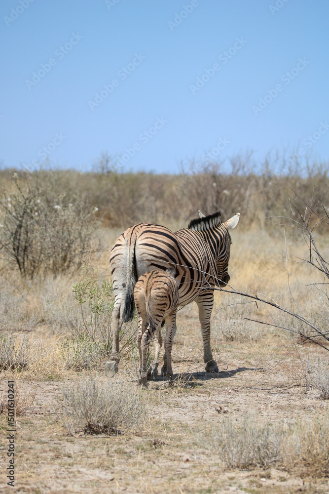 Obraz premium Zebra mare with foal, Etosha National Park, Namibia