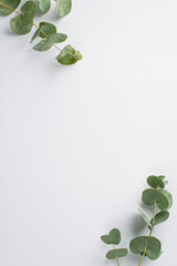 Top view vertical photo of eucalyptus branches in the corners on isolated white background with empty space