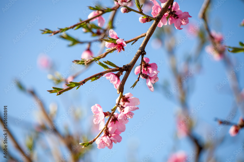 First flowers and leaves on the Peach branch First flowers and leaves on the Peach branch