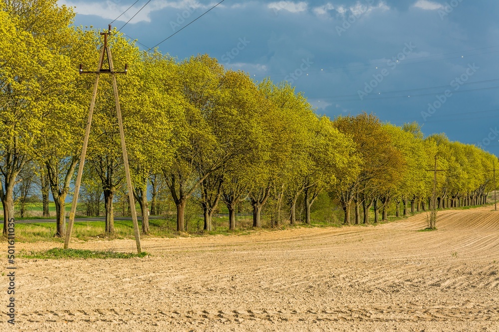 wiosenna zieleń