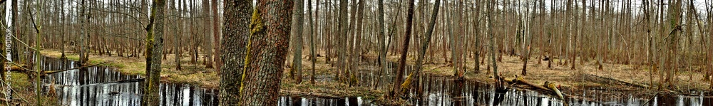 Panorama of the Bialowieza forest in the spring.Bialowieza National Park.