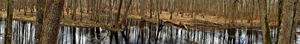 Obraz premium Panorama of the Bialowieza forest in the spring.Bialowieza National Park.