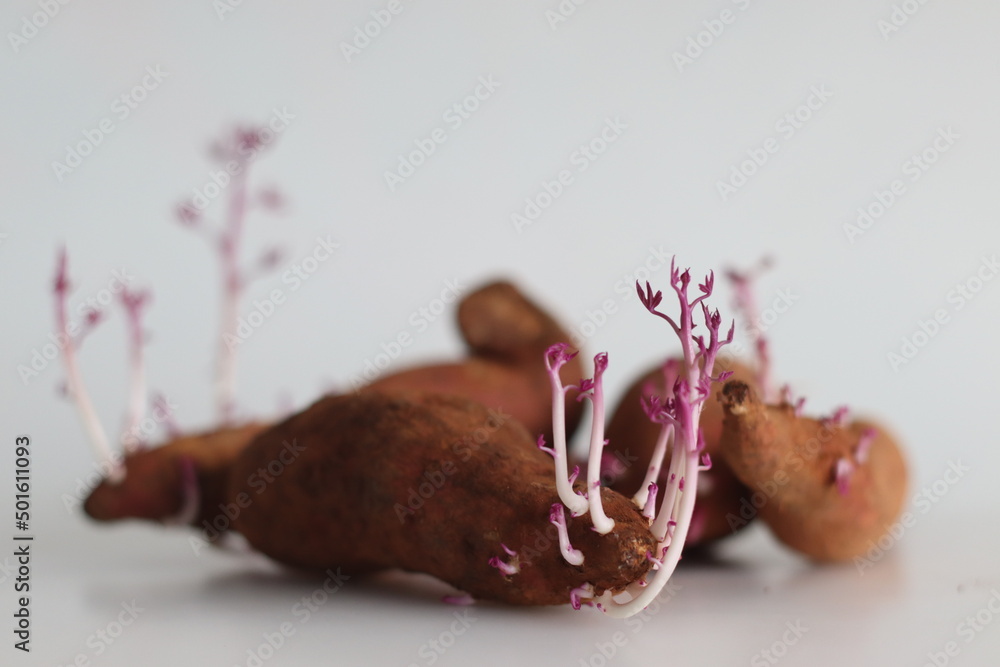 Fototapeta premium Sprouted sweet potato. Shot on white background