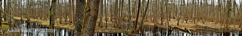 Panorama of the Bialowieza forest in the spring.Bialowieza National Park.