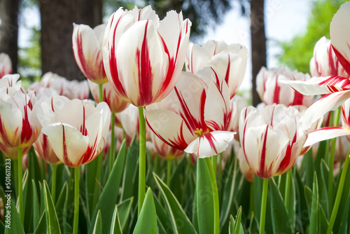 Red - white tulips. Colorful tulips background
