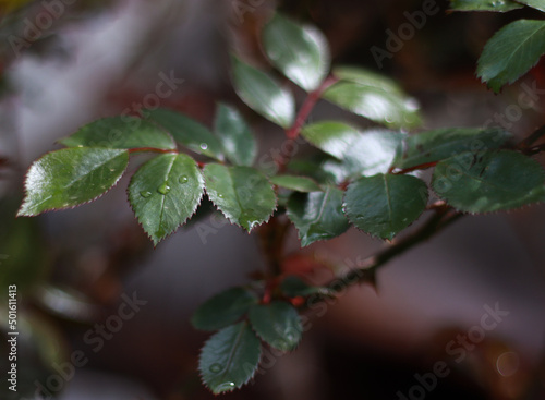 red currant bush